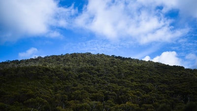 绿色的草地在蓝天和白云白天
